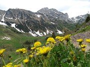 68 Ormai rientrati alle Baite di Mezzeno con estese fioriture di tarassaco